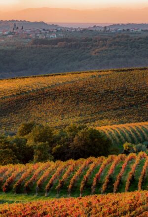 wine region slovenia