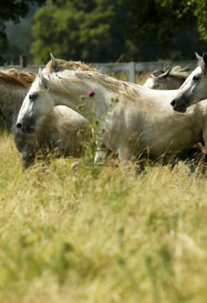 lipica stud farm,m sloverdia dmc